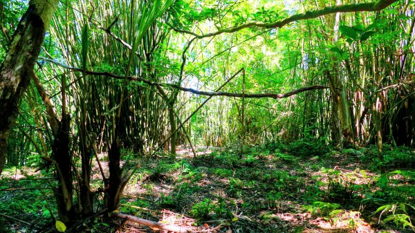 崩山坑越嶺內盤山2913781