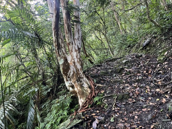 [淡蘭古道] 2025_0802 南路第四段2850827