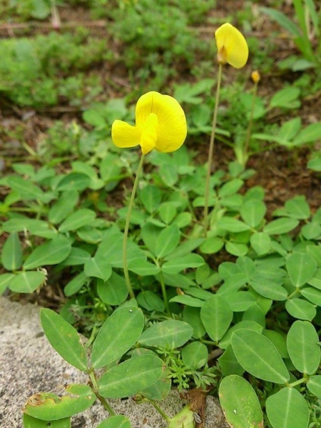 蔓花生 健行筆記