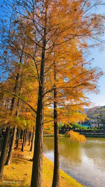 #花卉試驗中心 #永公路500巷 #平菁街42巷 #原住民公園 #士林官邸 1/42980346