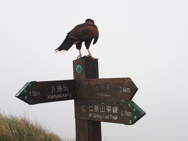 七星山(小百岳)1644405