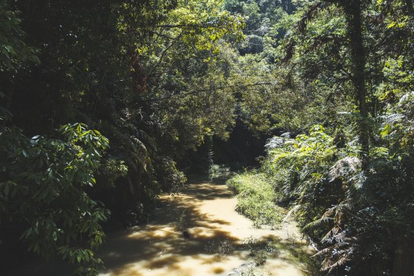 澀水森林步道-水上瀑布2234697