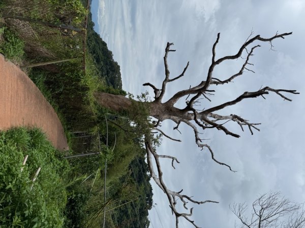 后里觀音山 鳳凰山2816246