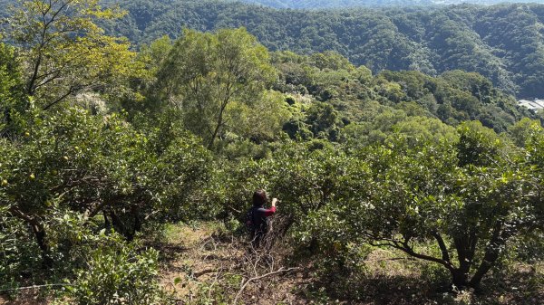 2025-11-30 飛鳳山 走來回2952645