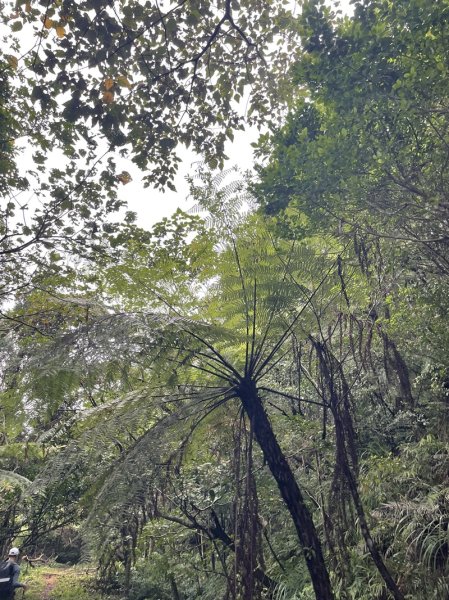 南北豹子廚山2925448