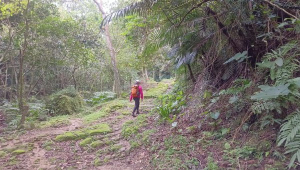 (姨婆趴趴走)第四十七集:新北土城大暖坑山等諸峰攀登連走2738742