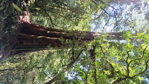 郡大林道19k之郡大神木群二刷～雲海滿出來～2451879