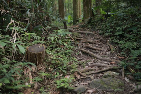 蓮包山：連走馬武督158586