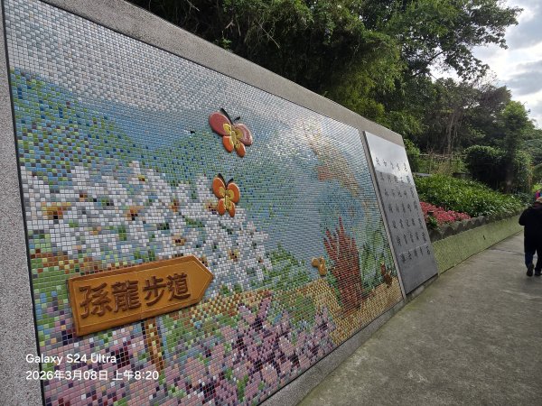 2026-03-08微笑山線：【大棟山系】百年大榕樹段3011666