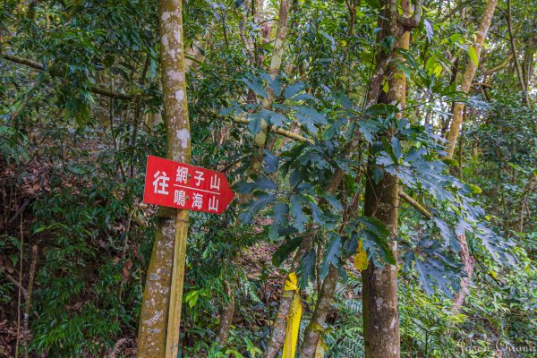 [高雄]網子山、鳴海下山、鳴海山2585506