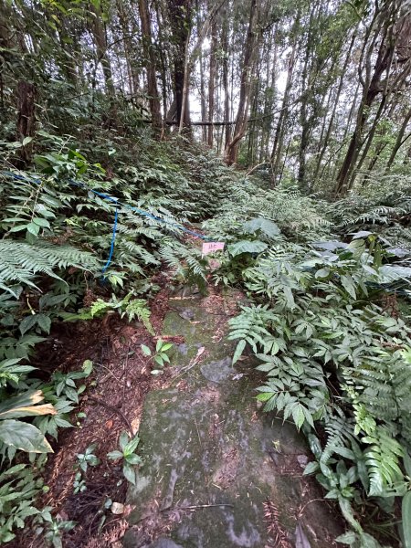 陡上陡下的溪頭鳳凰山1872920