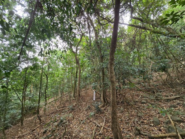 2026-02-01 靈山古道2991727