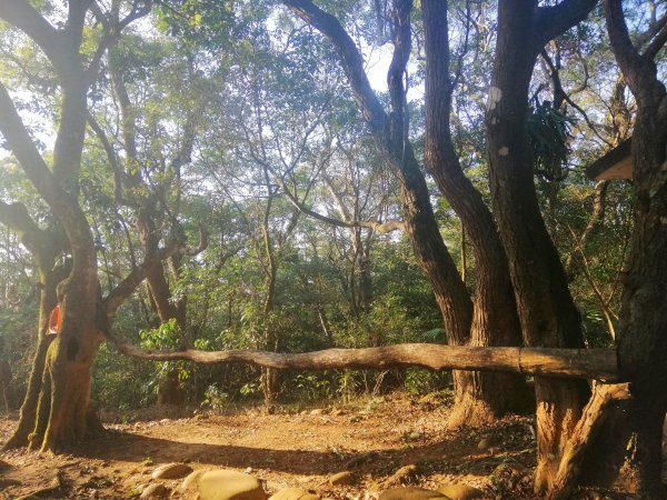 【台中。后里】悠然雅靜。 毘盧禪寺步道1283990