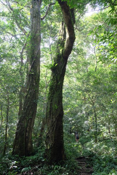 新竹尖石鄉 煤源社區上李棟山、大混山出凌空廊道2550492