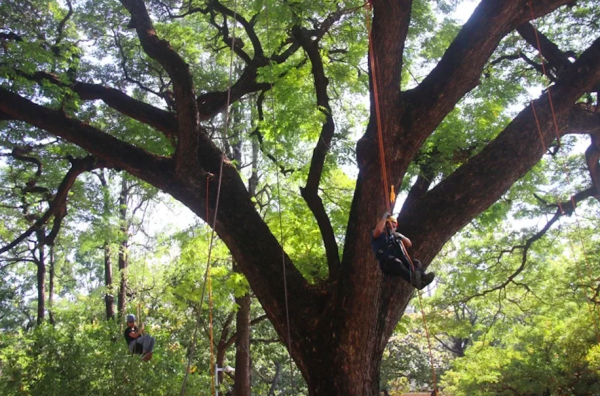 【新聞】「台灣巨木地圖」首亮相 5年找到941棵數量全球罕見