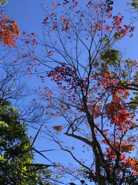 馬那邦山楓紅、細道邦山石壁1963186