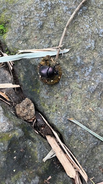 臺北大縱走第一段_關渡至二子坪2853789