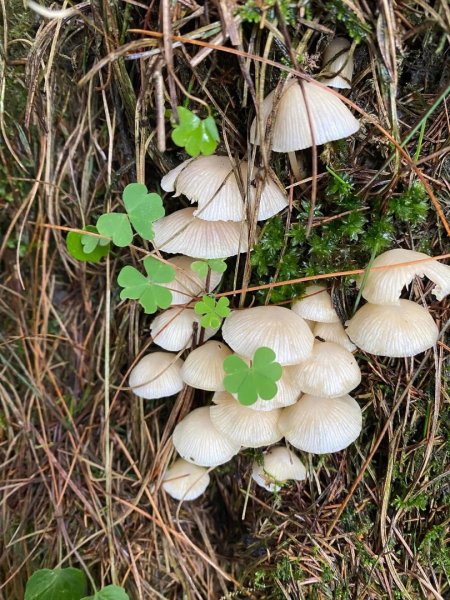 塔塔加黑森林2668044