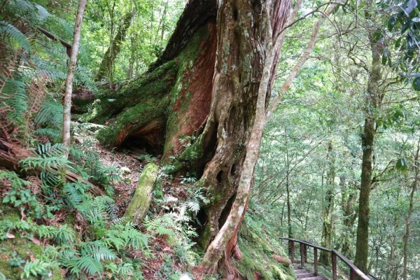 〔桃園復興〕拉拉山巨木，史詩級魔幻森林，75公頃紅檜 扁柏森林浴2237073