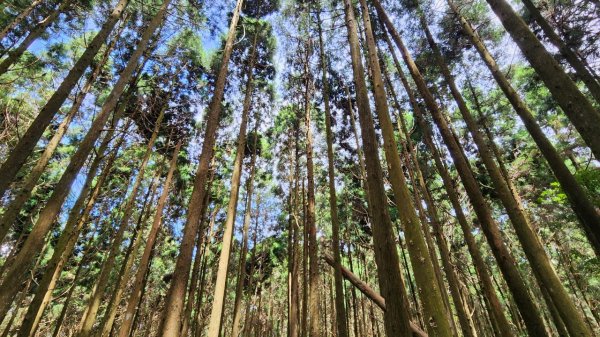 【中級山】來過一次，你不會忘記它的名字，新竹油羅山2743746