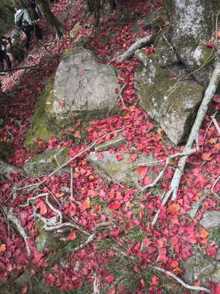 鳶嘴稍來步道賞楓季 ，大雪山門票優惠到12/31！2969560