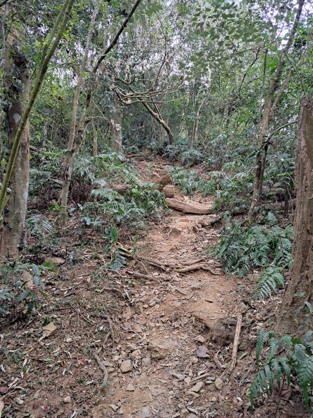 鱈葉根山+真笠山+白賓山縱走(救援中繼站起登)202302272046051