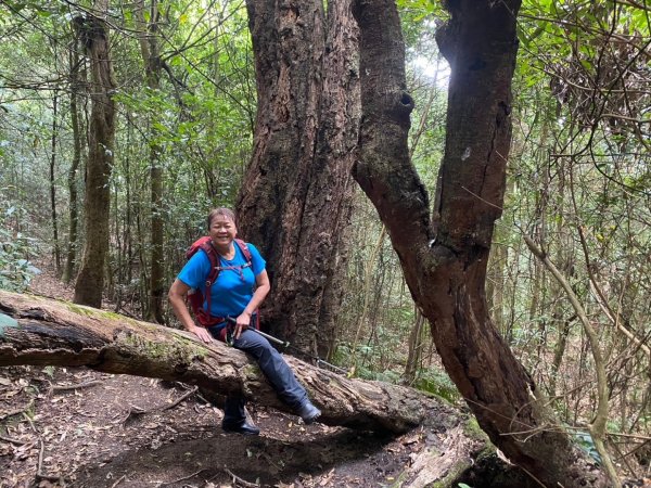 鵝公髻山（小百岳）鵝公髻山東北峰2449858