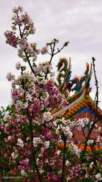 #綠繡眼 訪花 #吉野櫻 #天元宮 #楓樹湖 03162750790