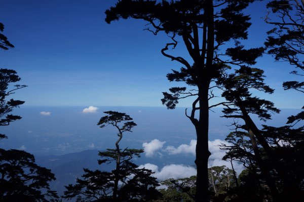 無與倫比的臺灣鐵杉與雲海～北大武山1125124