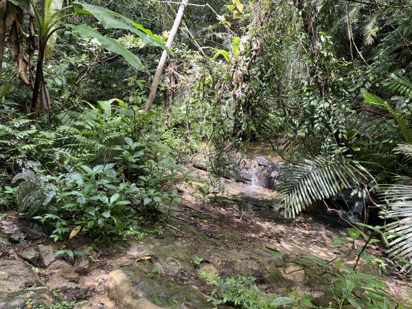 [微笑山線_第十二段] 2025_0803 五分山系_嶺腳寮山2851327