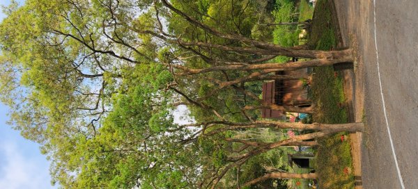 東勢林場森林浴場步道3019127