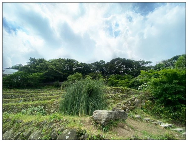 嵩山梯田 ( 新北、石門 )3049995