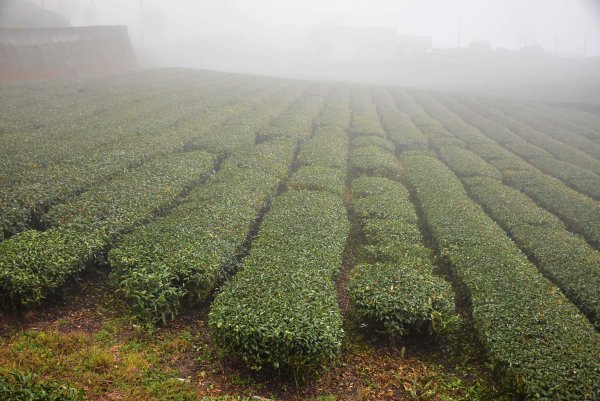 2026.02.07~02.08阿里山健行 & 阿里山石棹森林茶席(嘉義/登山/JRJ紀錄分3010621