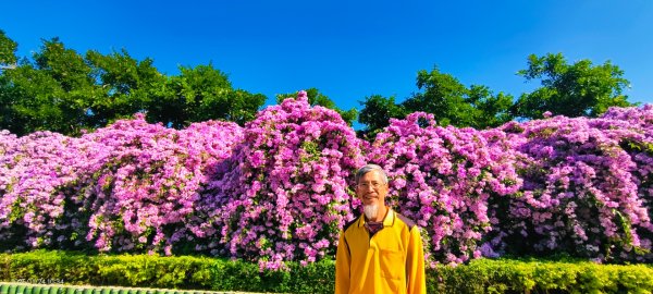 #蒜香藤 #泰山楓樹河濱公園 11/242943654