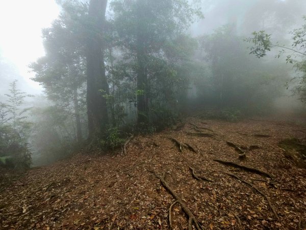 金柑樹山、忘憂森林步道-(南投)臺灣百大必訪步道2789388