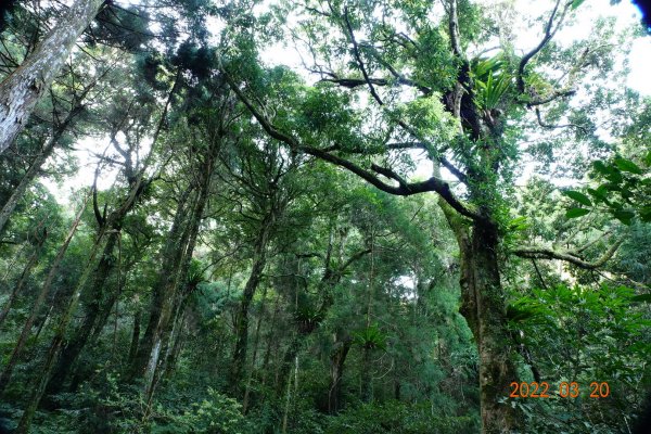 桃園 復興 那結山(那是山)1649205