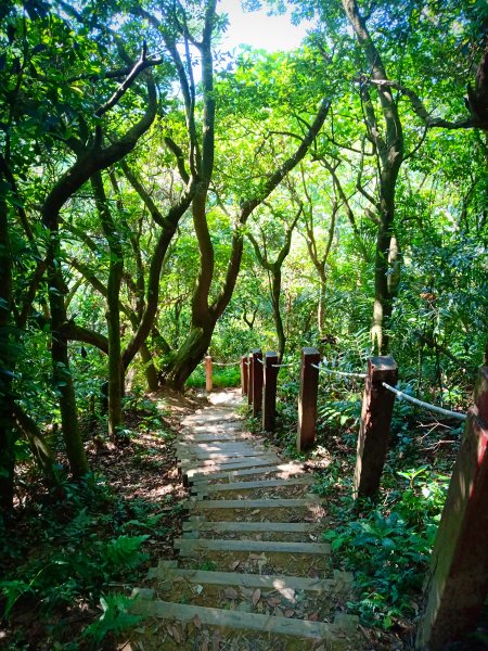 三峽鳶山小百岳+鳶山彩壁+鳶尾山