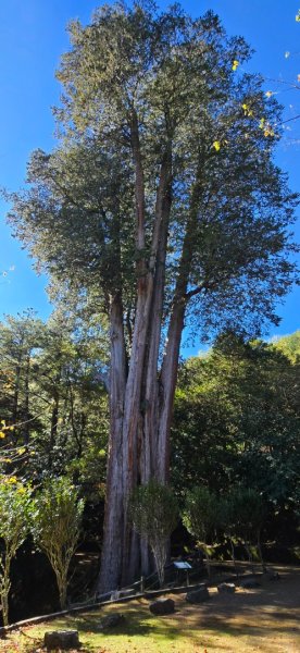 大雪山國家森林遊樂區賞楓／看神木／賞雪白山頭／賞大景2974250