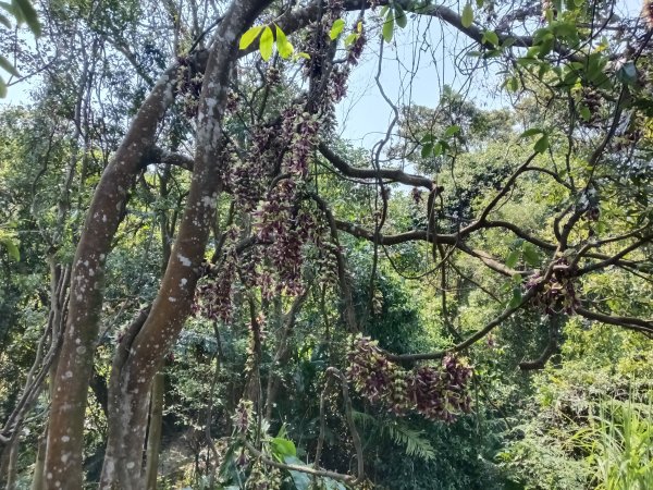 王公坑山血藤花2746264