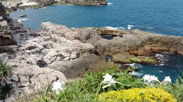 貢寮區龍洞灣岬+金沙灣野百合花3049179