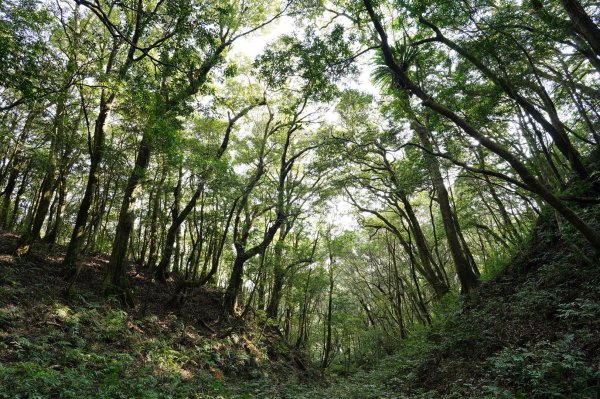 新北 三峽 組合山、樂佩山2462375