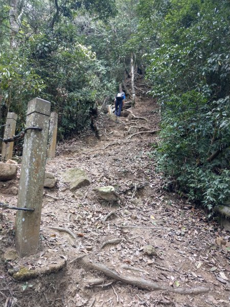 石壁山(小百岳#55)及嘉南雲峰。穿越武俠電影場景之孟宗竹林區1363358