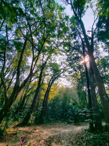 蘭潭後山/筍寮步道/紅毛埤山/山仔頂山2453568