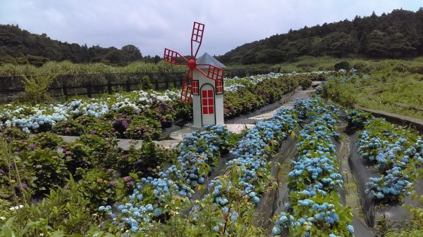 【臺北大縱走2】頂湖和竹子湖賞繡球花海芋981891