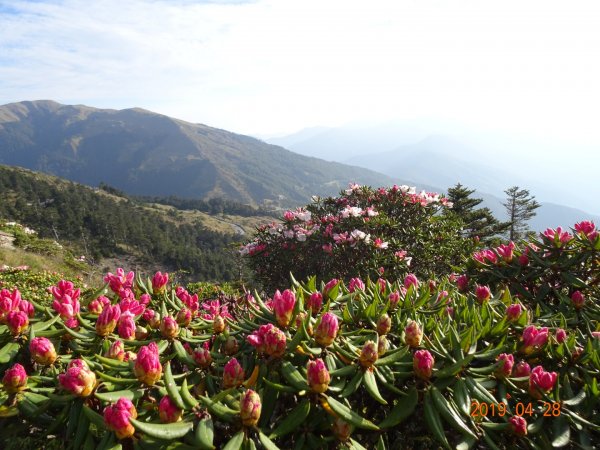 石門山賞杜鵑花684352