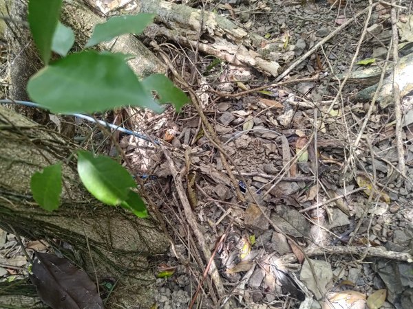 盆貿里山三盆連走2749591