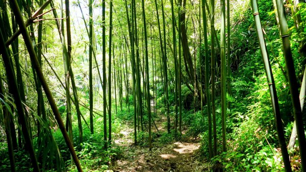 猴崁古道。盧特訪積封面
