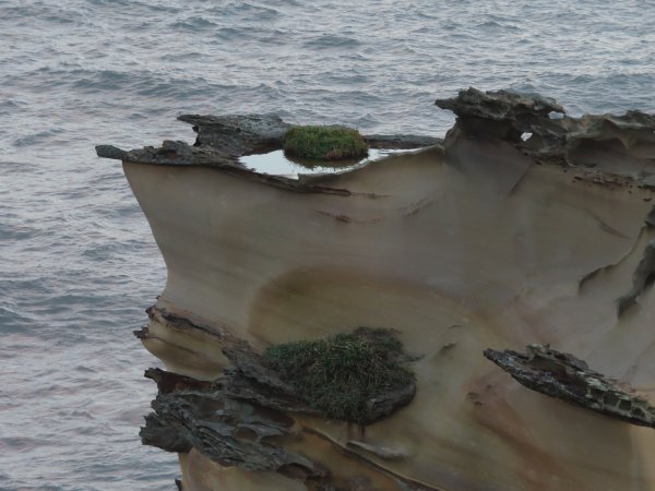 野柳山_駱駝峰稜線_維納斯海岸踏風健走2362532