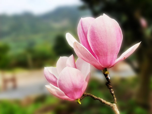 粉粉三色櫻、木蓮花、山茶花爭奇鬥艷1440019