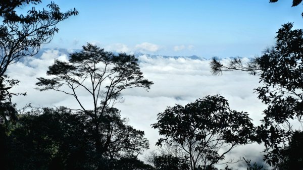 郡大林道19k之郡大神木群二刷～雲海滿出來～封面